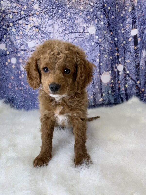 cora2-600x800 Cora (Female) Cavapoo $1899.99 (Found Loving Home)
