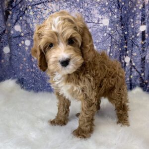 cupid-300x300 Cupid (Male) Cavapoo $1899.99 (Found Loving Home)