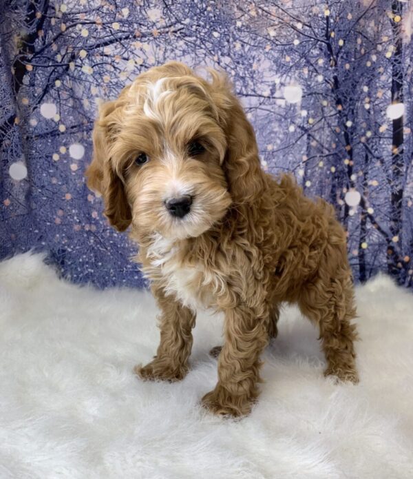 cupid-600x695 Cupid (Male) Cavapoo $1899.99 (Found Loving Home)