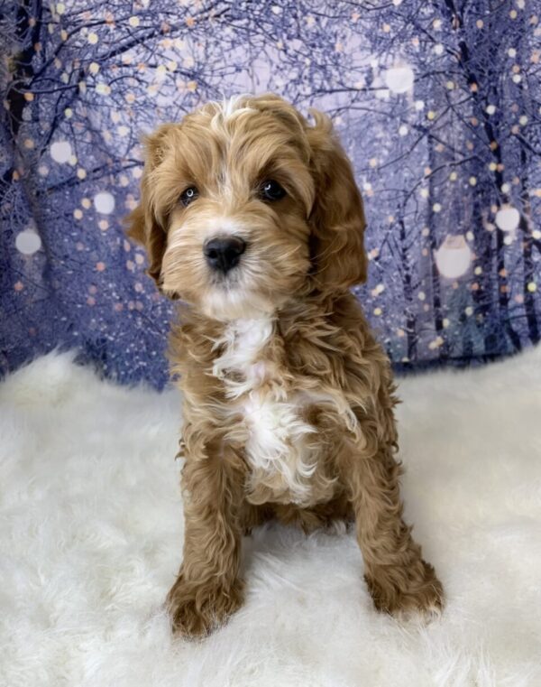 cupid1-600x761 Cupid (Male) Cavapoo $1899.99 (Found Loving Home)