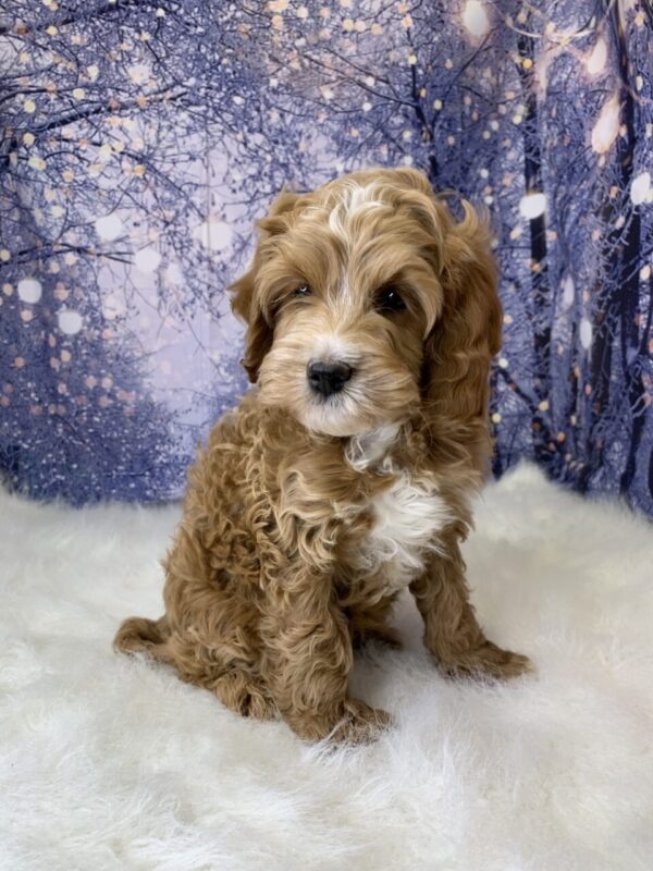 cupid2-600x800 Cupid (Male) Cavapoo $1899.99 (Found Loving Home)