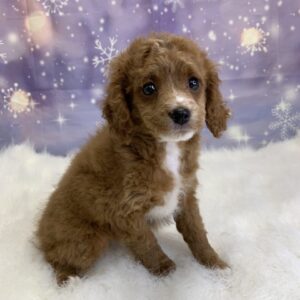 cynthia-300x300 Cynthia (Female) Cavapoo $1899.99 (Found Loving Home)