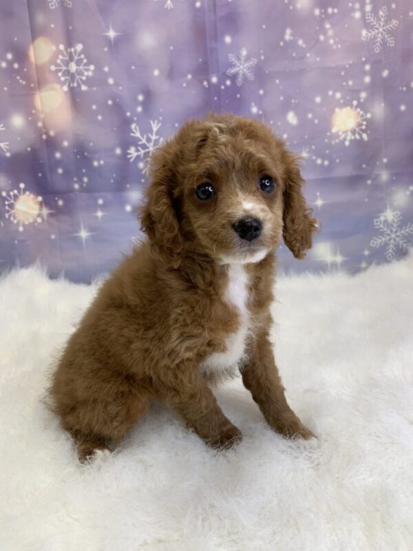 cynthia-600x800 Cynthia (Female) Cavapoo $1899.99 (Found Loving Home)