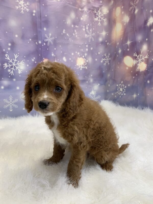 cynthia1-600x800 Cynthia (Female) Cavapoo $1899.99 (Found Loving Home)