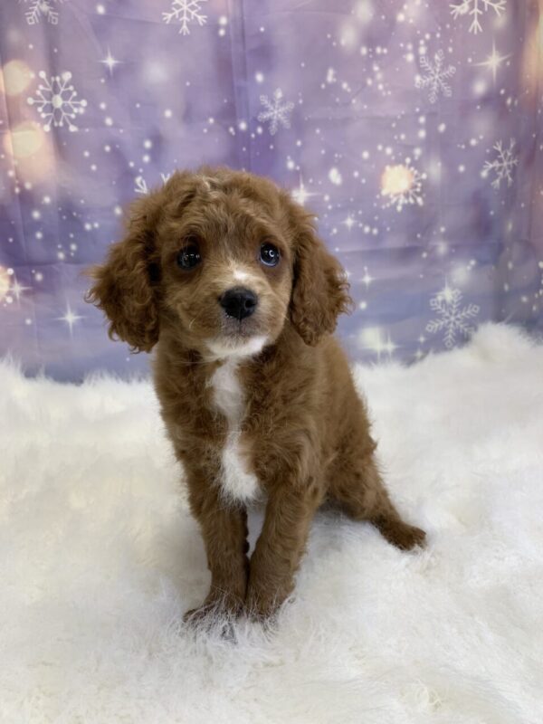 cynthia2-600x800 Cynthia (Female) Cavapoo $1899.99 (Found Loving Home)
