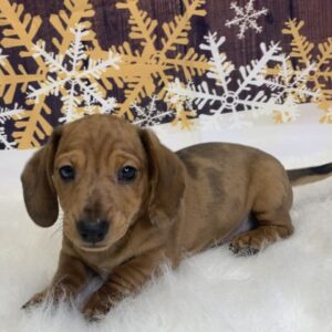dingo-300x300 Dingo (Male) Dachshund, Mini $1999.99 (Found Loving Home)