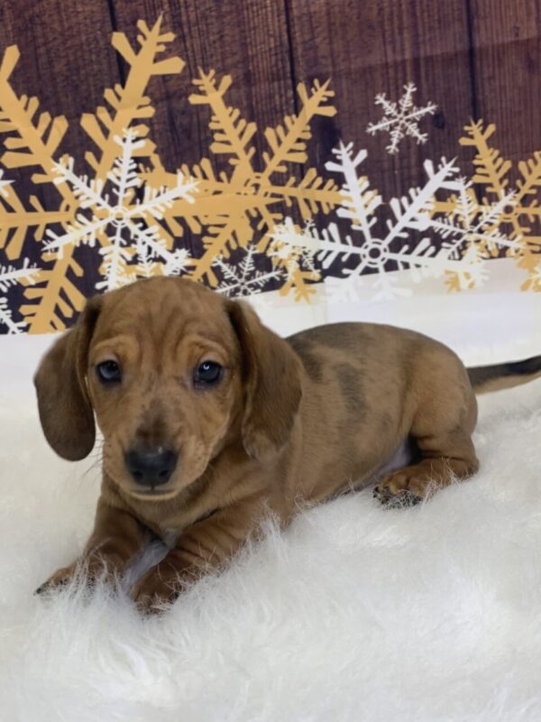 dingo-600x800 Dingo (Male) Dachshund, Mini $1999.99 (Found Loving Home)