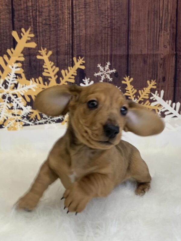 dingo1-600x800 Dingo (Male) Dachshund, Mini $1999.99 (Found Loving Home)
