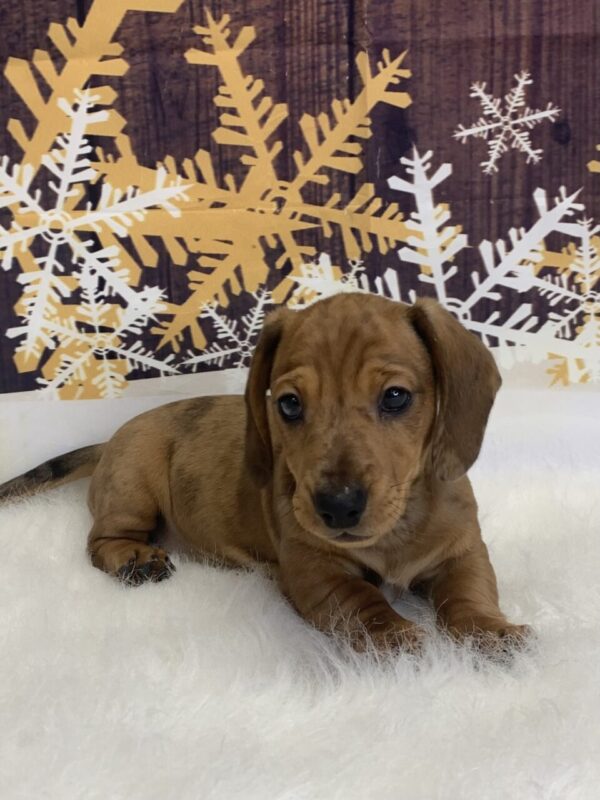 dingo2-600x800 Dingo (Male) Dachshund, Mini $1999.99 (Found Loving Home)