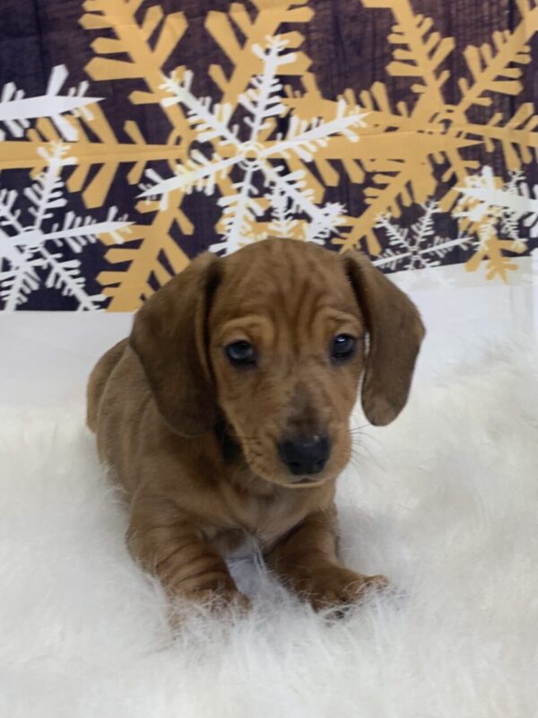 dingo3-600x800 Dingo (Male) Dachshund, Mini $1999.99 (Found Loving Home)