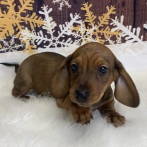 duke-300x300 Duke (Male) Dachshund, Mini $1999.99 (Found Loving Home)