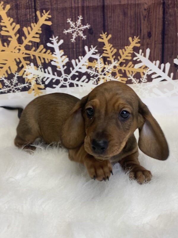 duke-600x800 Duke (Male) Dachshund, Mini $1999.99 (Found Loving Home)