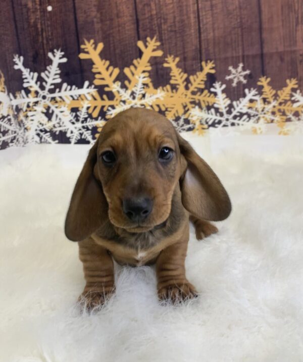 duke1-600x717 Duke (Male) Dachshund, Mini $1999.99 (Found Loving Home)