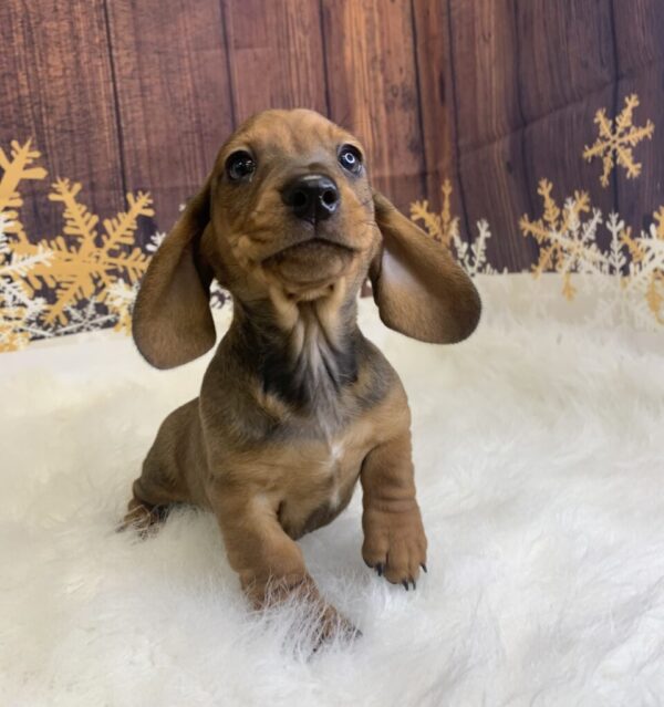 duke2-600x639 Duke (Male) Dachshund, Mini $1999.99 (Found Loving Home)