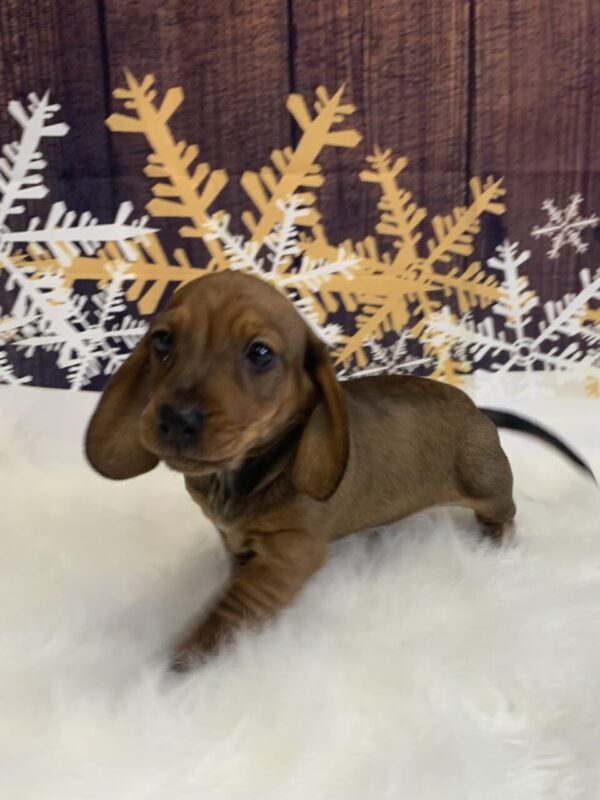 duke3-600x800 Duke (Male) Dachshund, Mini $1999.99 (Found Loving Home)
