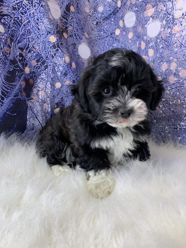 harmony-600x800 Harmony (Female) Havanese $1899.99 (Found loving Home)