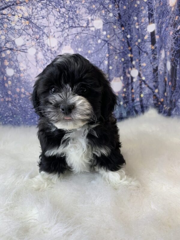 harmony1-600x800 Harmony (Female) Havanese $1899.99 (Found loving Home)