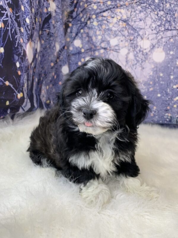 harmony2-600x800 Harmony (Female) Havanese $1899.99 (Found loving Home)