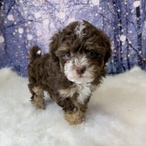 harry-300x300 Harry (Male) Havanese $1899.99 (Found Loving Home)