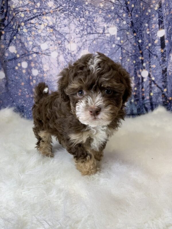 harry-600x800 Harry (Male) Havanese $1899.99 (Found Loving Home)
