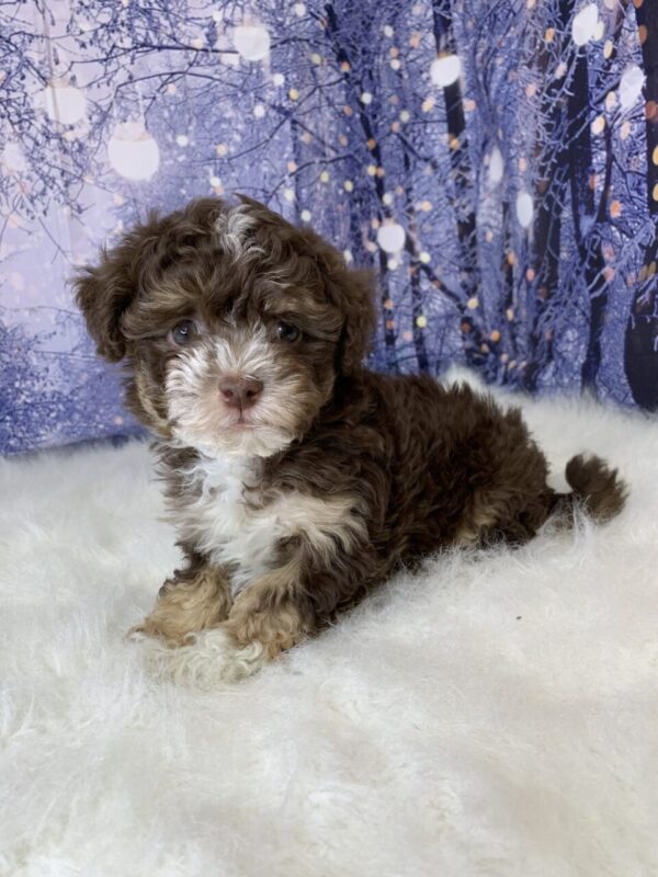 harry1-600x800 Harry (Male) Havanese $1899.99 (Found Loving Home)