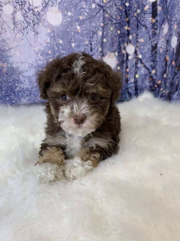 harry2-600x800 Harry (Male) Havanese $1899.99 (Found Loving Home)