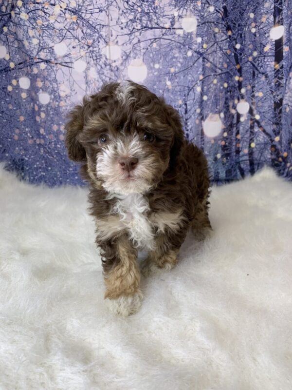 harry3-600x800 Harry (Male) Havanese $1899.99 (Found Loving Home)