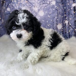 helena-300x300 Helena (Female) Havanese $1899.99 (Found Loving Home)