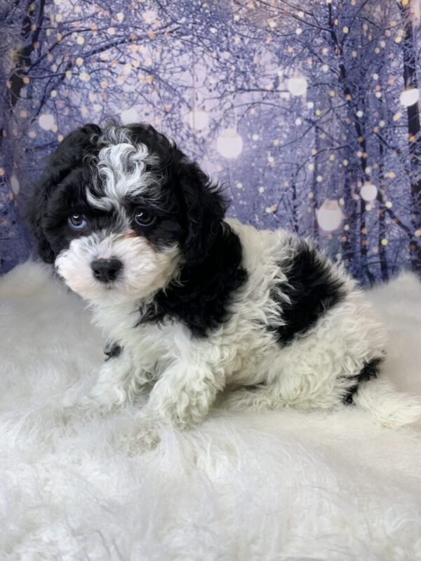 helena-600x800 Helena (Female) Havanese $1899.99 (Found Loving Home)