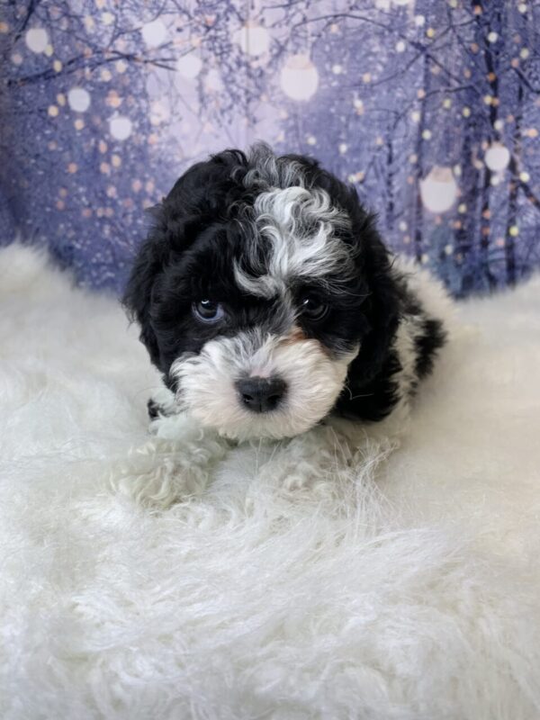 helena1-600x800 Helena (Female) Havanese $1899.99 (Found Loving Home)