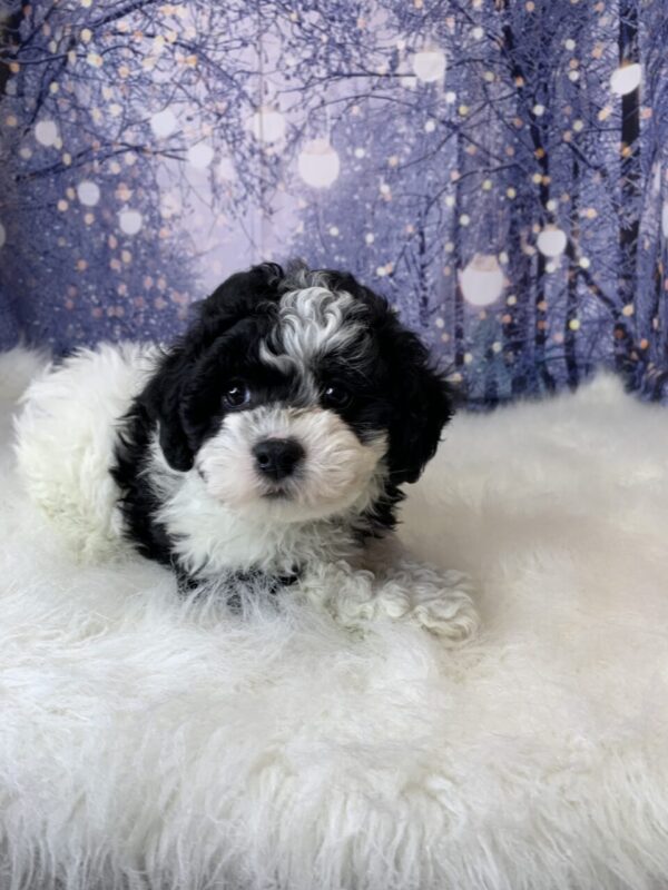 helena2-600x800 Helena (Female) Havanese $1899.99 (Found Loving Home)