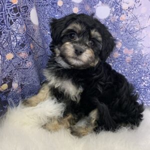 hera-300x300 Hera (Female) Havanese $1899.99 (Found Loving Home)