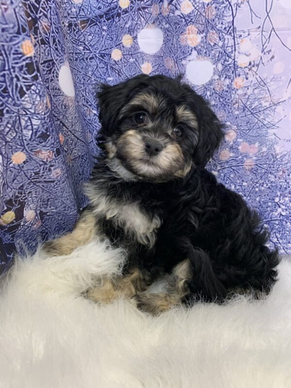 hera-600x800 Hera (Female) Havanese $1899.99 (Found Loving Home)