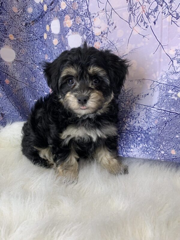 hera1-600x800 Hera (Female) Havanese $1899.99 (Found Loving Home)