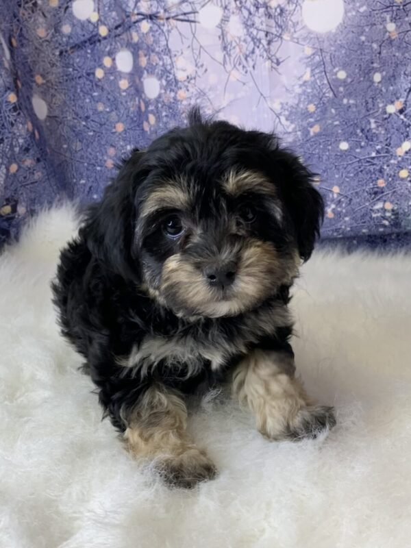 hera2-600x800 Hera (Female) Havanese $1899.99 (Found Loving Home)