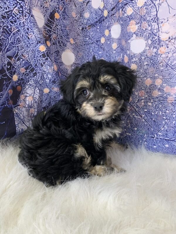 hera3-600x800 Hera (Female) Havanese $1899.99 (Found Loving Home)