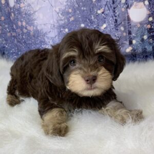 hormione-1-300x300 Hormione (Female) Havanese $1899.99 (Found Loving Home)