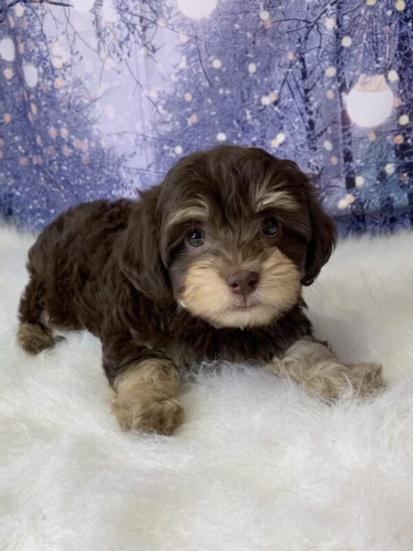 hormione-1-600x800 Hormione (Female) Havanese $1899.99 (Found Loving Home)