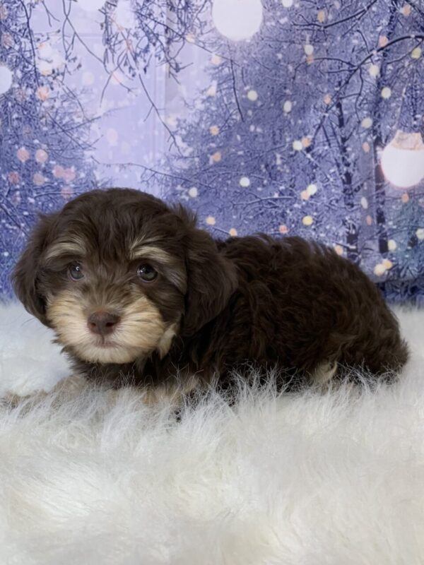 hormione-600x800 Hormione (Female) Havanese $1899.99 (Found Loving Home)