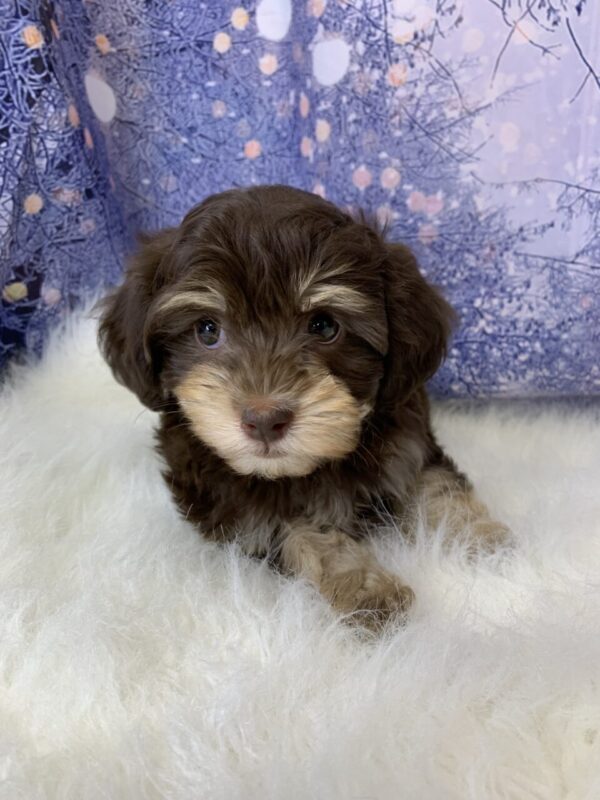hormione2-600x800 Hormione (Female) Havanese $1899.99 (Found Loving Home)