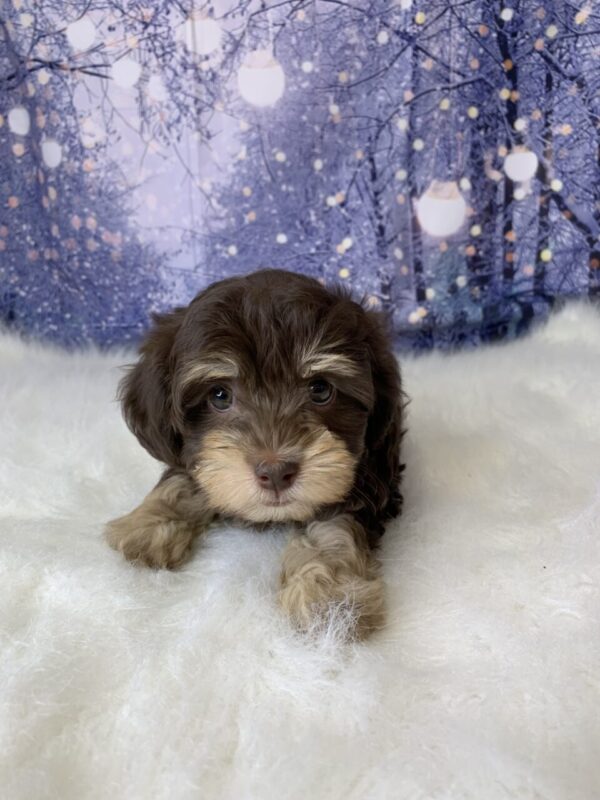 hormione3-600x800 Hormione (Female) Havanese $1899.99 (Found Loving Home)