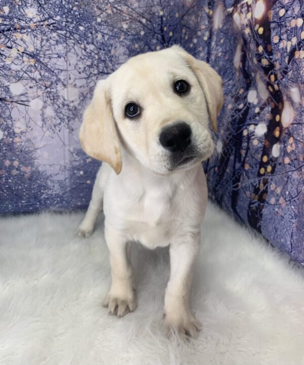leo-600x722 Leo (Male) Labrador Retriever $999.99 (Found Loving Home)