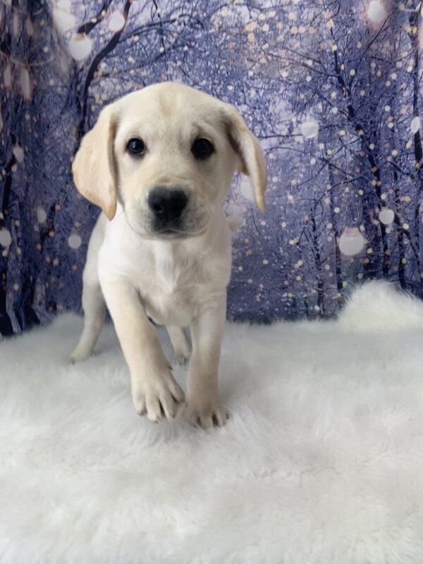leo1-600x800 Leo (Male) Labrador Retriever $999.99 (Found Loving Home)