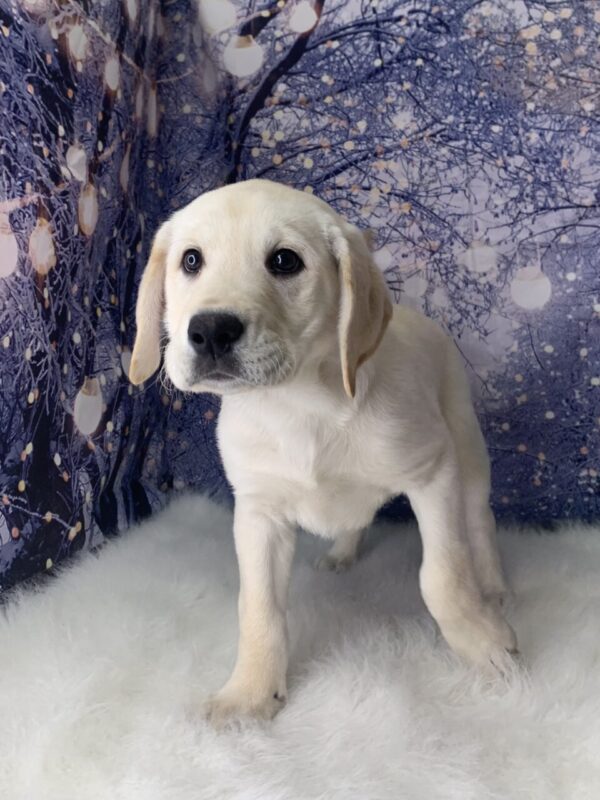 leo2-600x800 Leo (Male) Labrador Retriever $999.99 (Found Loving Home)