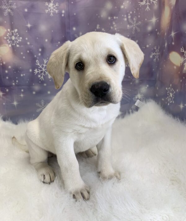 lewis-600x713 Lewis (Male) Labrador Retriever $1899.99 (Found Loving Home)