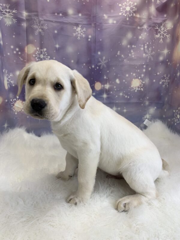 lewis1-600x800 Lewis (Male) Labrador Retriever $1899.99 (Found Loving Home)