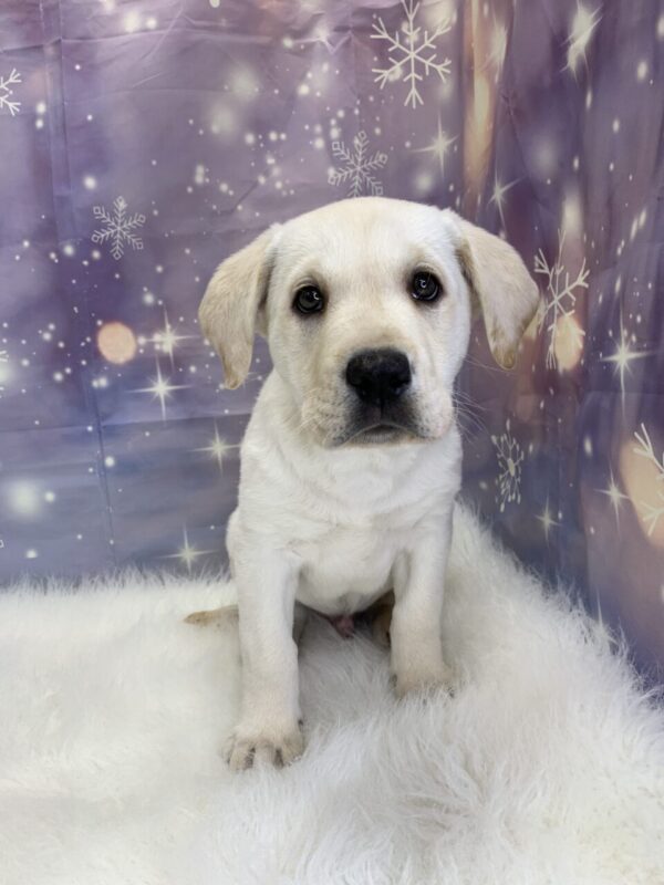 lewis2-600x800 Lewis (Male) Labrador Retriever $1899.99 (Found Loving Home)
