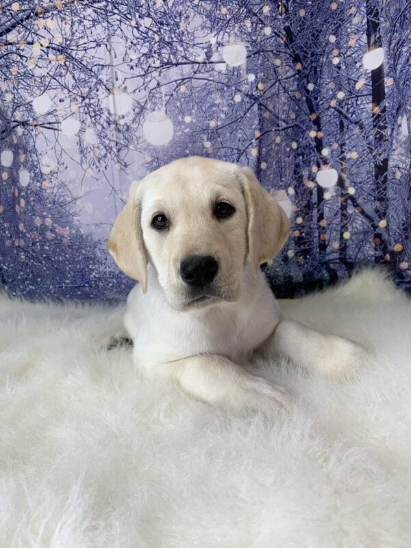 liam-600x800 Liam (Male) Labrador Retriever $999.99 (Found Loving Home)