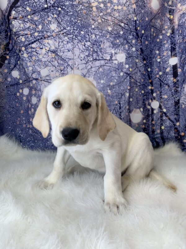 liam1-600x800 Liam (Male) Labrador Retriever $999.99 (Found Loving Home)