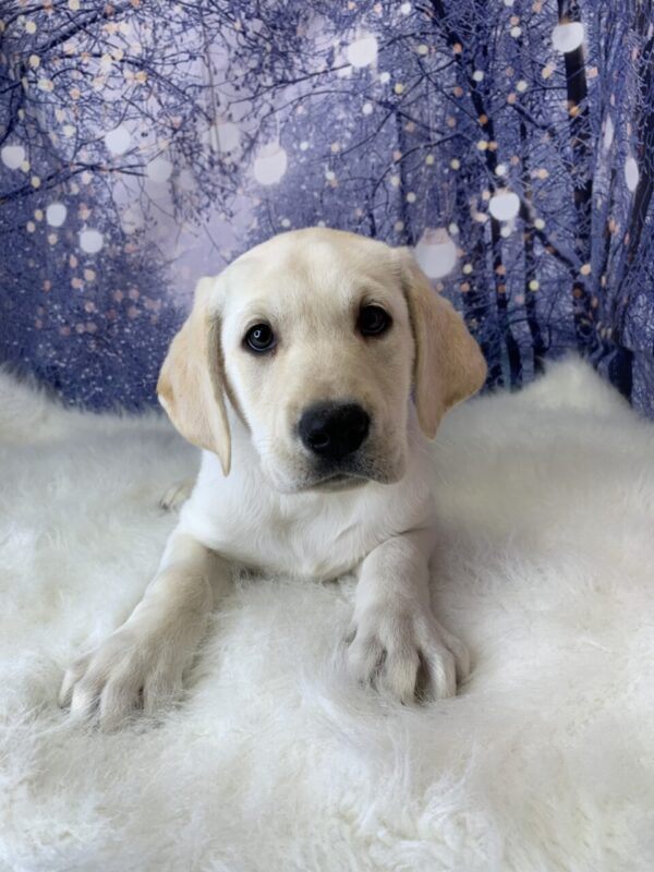 liam2-600x800 Liam (Male) Labrador Retriever $999.99 (Found Loving Home)